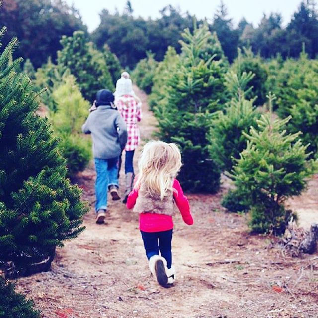 Get your &lsquo;instaperfect&rsquo; Christmas tree farm photo, when you wander around to pick your tree..... #freshtree #herefordshirecountryside #herefordshirecountrylife #christmastree🎄 #christmastreefarm #brilley #whitneyonwye #christmastreeheref