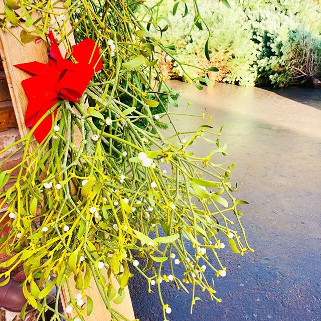 Everything you need..... #mistletoe #herefordshirecountryside #herefordshirecountrylife #christmastree🎄 #christmastreephotos #christmas #christmastreefarm #freshchristmasgreens #kiss #foliage #powyscountryside #powyschristmastreefarm #hayonwye #hay 
