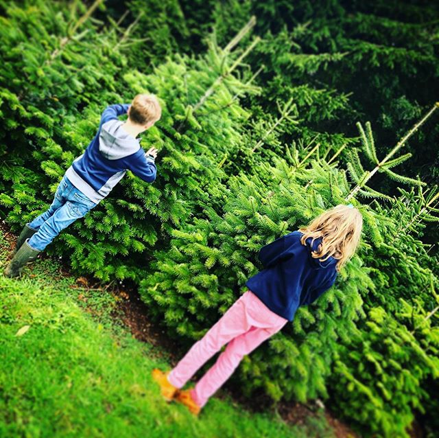 41 DAYS TO GO!!!!!
We are keeping a close eye on these beauties, we&rsquo;ve grown one especially for YOU! These gorgeous Nordman Fir trees make us very happy......we&rsquo;ve looked after them for ten whole years, and now they are perfect and ready 