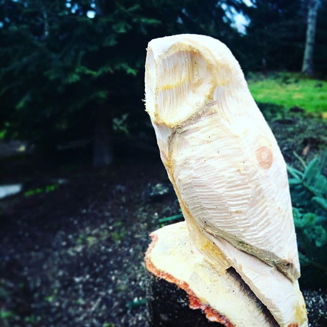 Keep an eye out for this little guy when wandering through the Christmas trees. Thank you @thomascarvings we love it! #chainsawcarving #christmastreefarm #christmastreefarms #christmastreefarm🎄 #christmastreefarmsessions #christmastreefarmphotograph