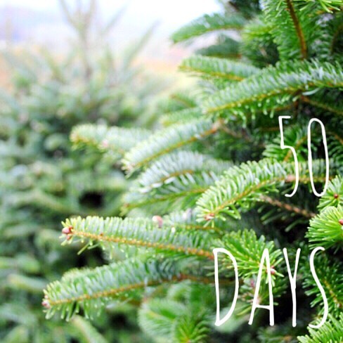 50 Days!!! We open on the 1st of December but quite a few of our fabulous firs and splendid spruce are wearing their yellow tags to show they have been picked out to make someone&rsquo;s  house look extra festive this year. Get in touch if you would 