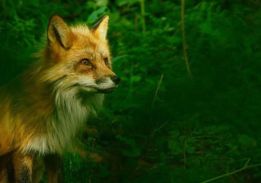 creatures-of-the-taiga-red-rock-films-international-compressor.jpg