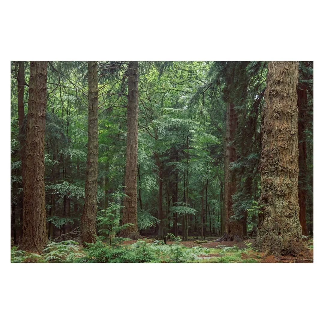 Something about getting lost in a forest 🌲🌲, pretty hard to beat 🧘

✂️--------------------------------------------

#stayandwonder #exploretocreate #visualsofnature #visualsoflife #exploremore #thewanderco #thenewforest #treesofinstagram #treephot