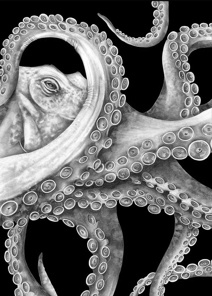 Barbara Perry    "Poulpe"