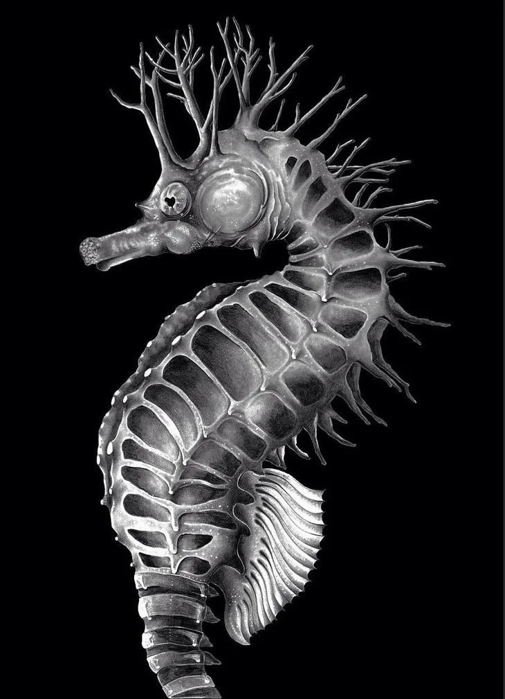 Barbara Perry    "Hippocampe"