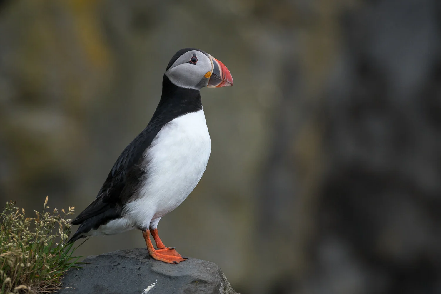Atlantic puffin