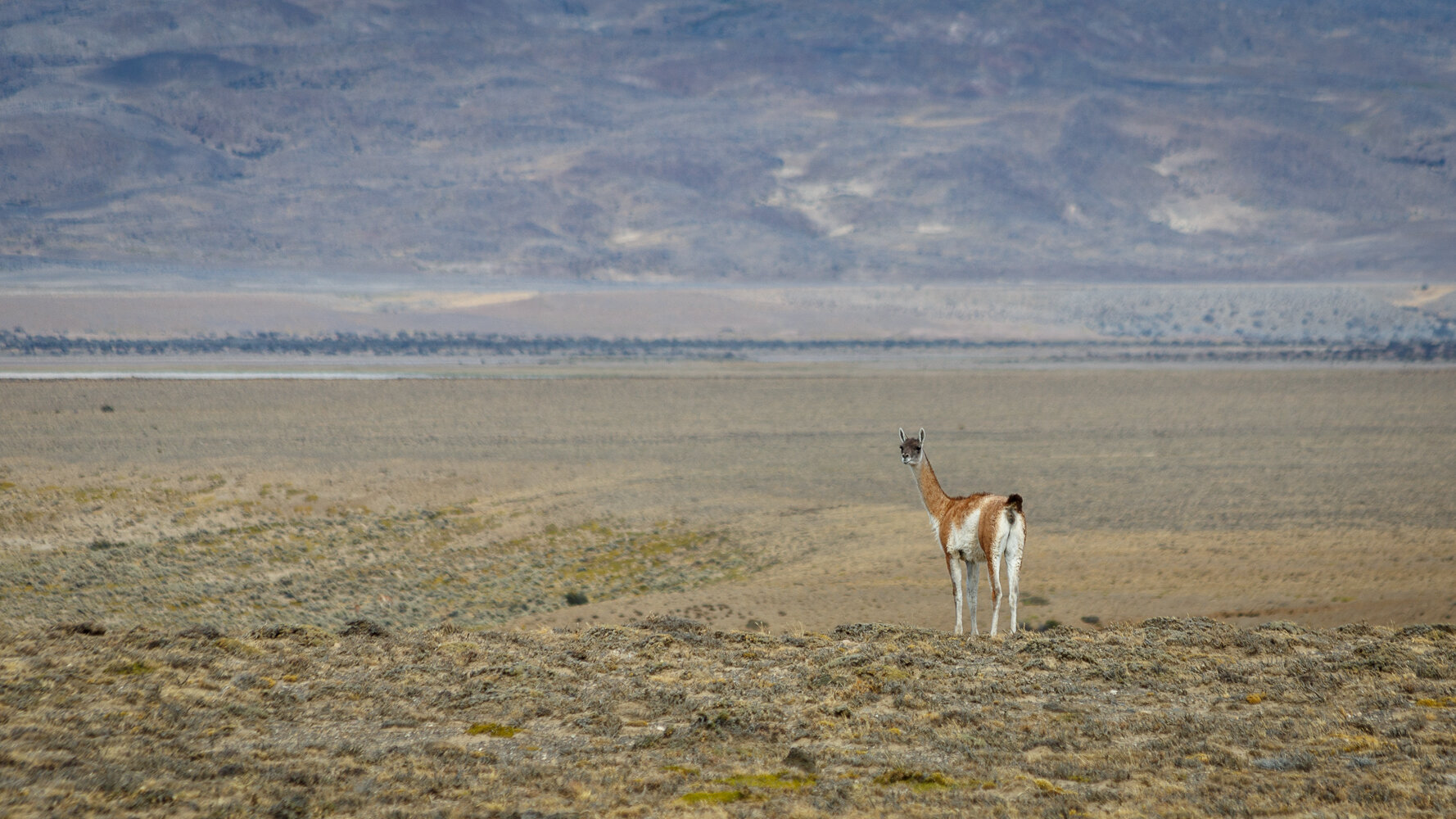 Guanaco