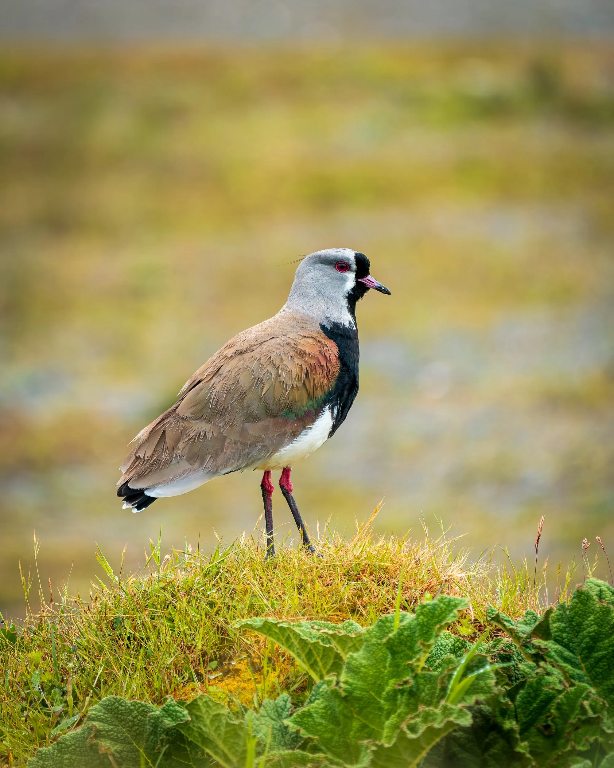 RJ_251206_5607-DxO_DeepPRIME XD2s.jpg