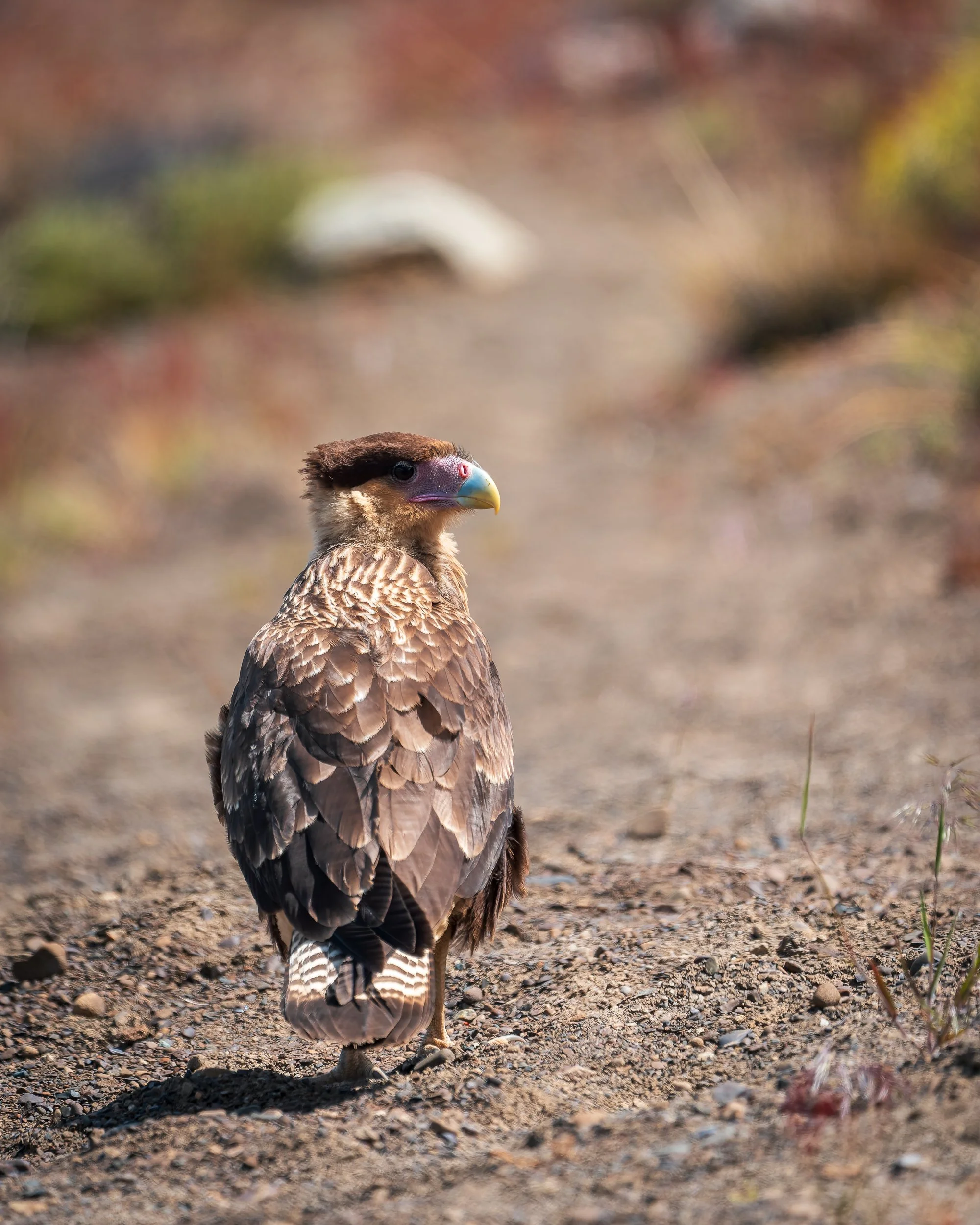 RJ_251226_6422-DxO_DeepPRIME 3.jpg