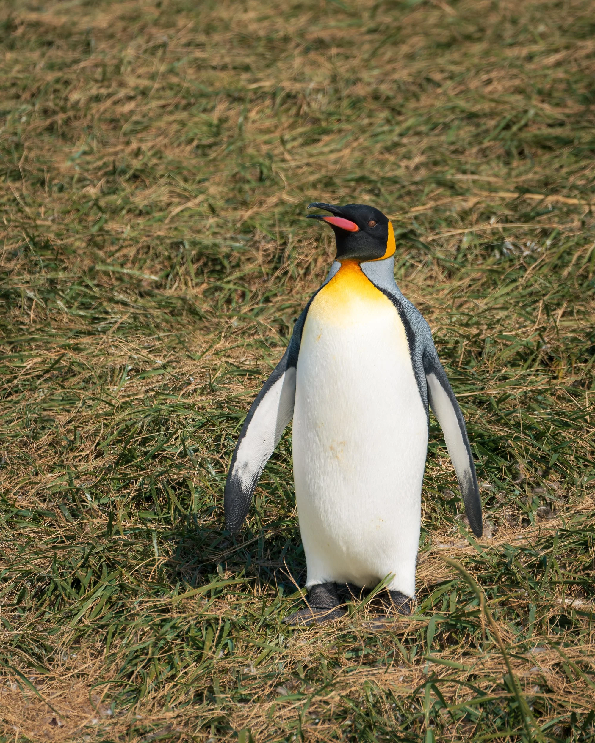 RJ_260108_6936-DxO_DeepPRIME 3.jpg