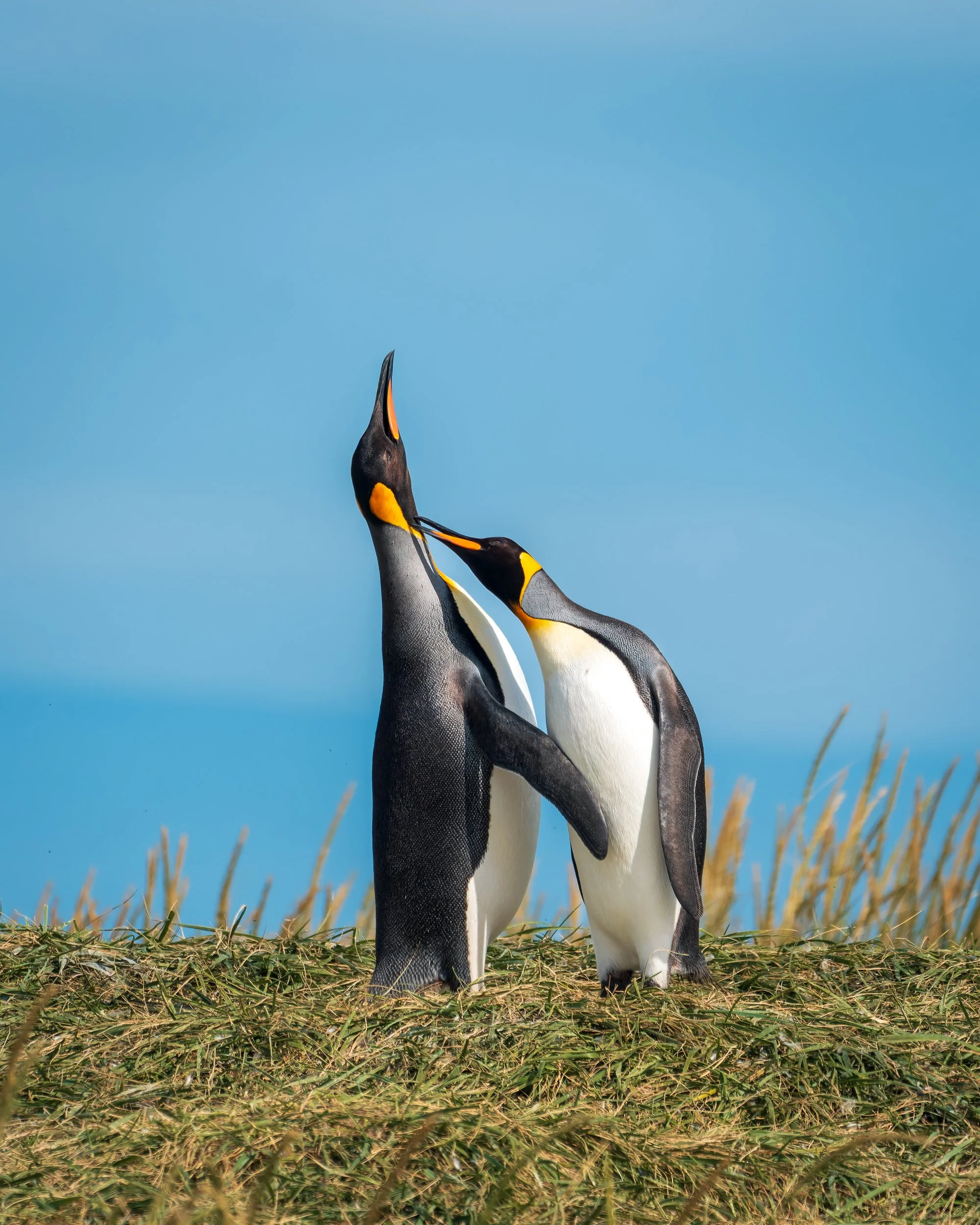 RJ_260108_7009-DxO_DeepPRIME 3.jpg