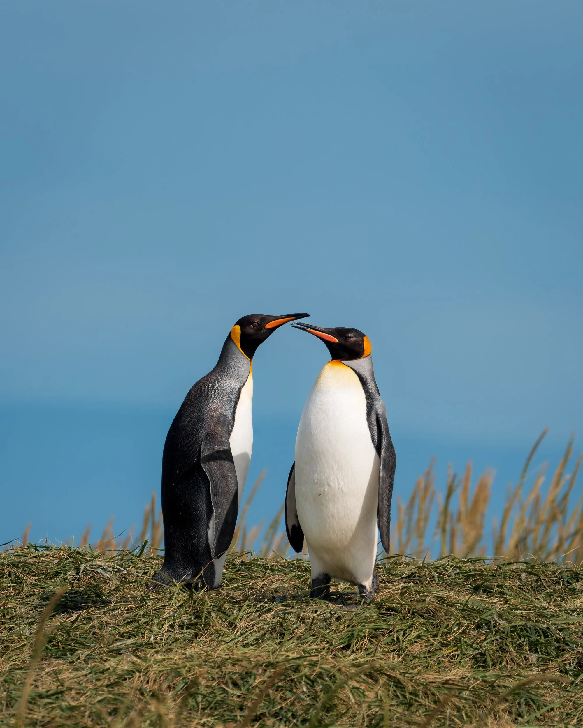 RJ_260108_7017-DxO_DeepPRIME 3.jpg