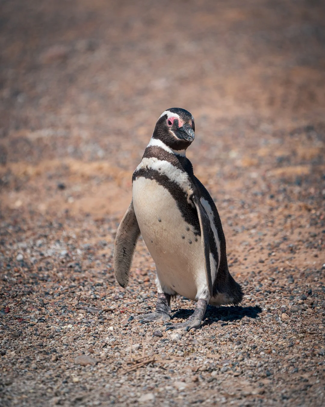 A Day in the Penguin Colony &mdash; Punta Tombo. #puntatombo #magellanicpenguin #argentina🇦🇷 #southamerica #bocklet
#iveco
#ivecodaily4x4
#daily4x4
#customcamper
#overland
#overlander
#offroad
#outdoor
#roadtrip
#lifeofadventure
#expeditiontruck  #