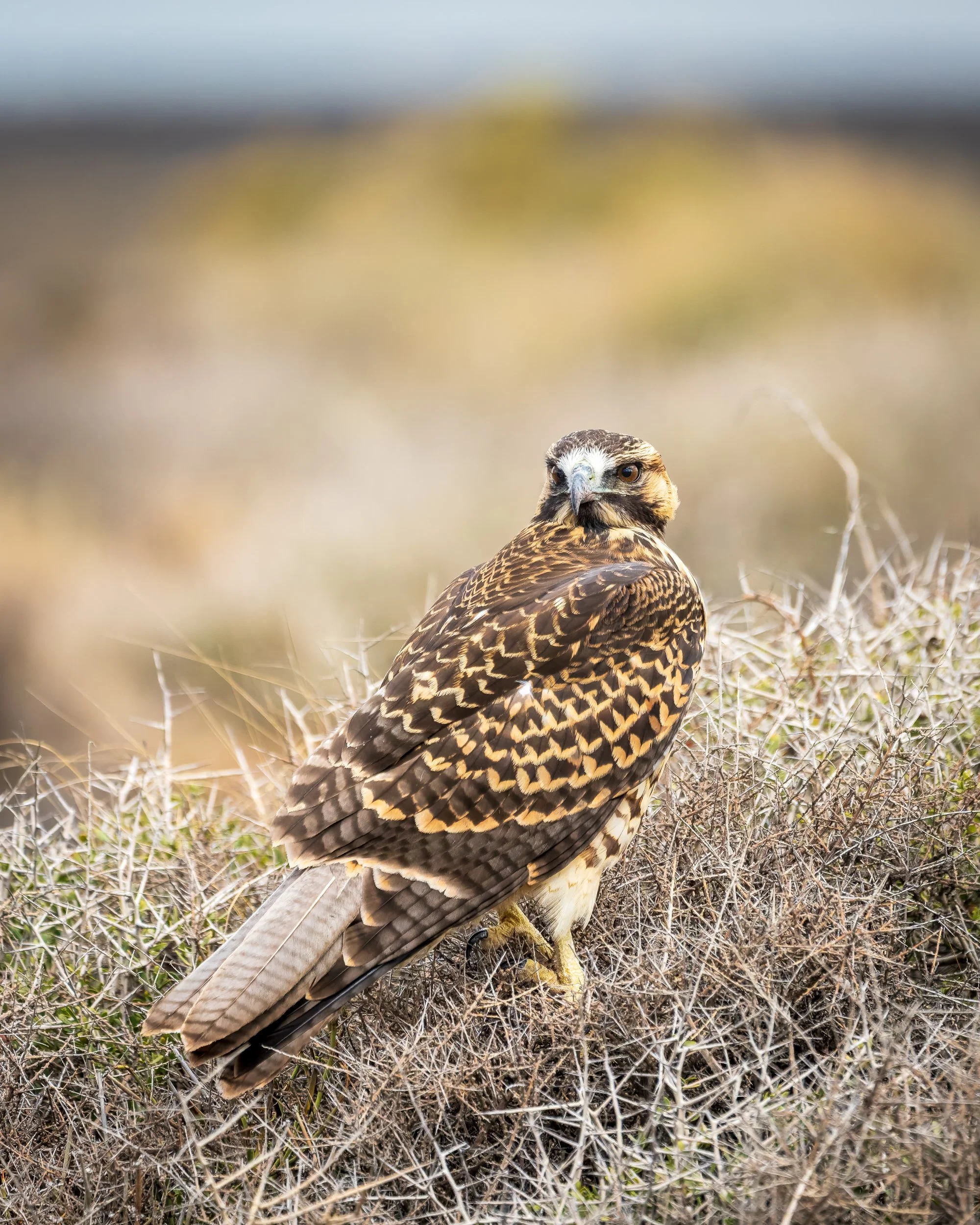 RJ_260212_7929-DxO_DeepPRIME 3.jpg