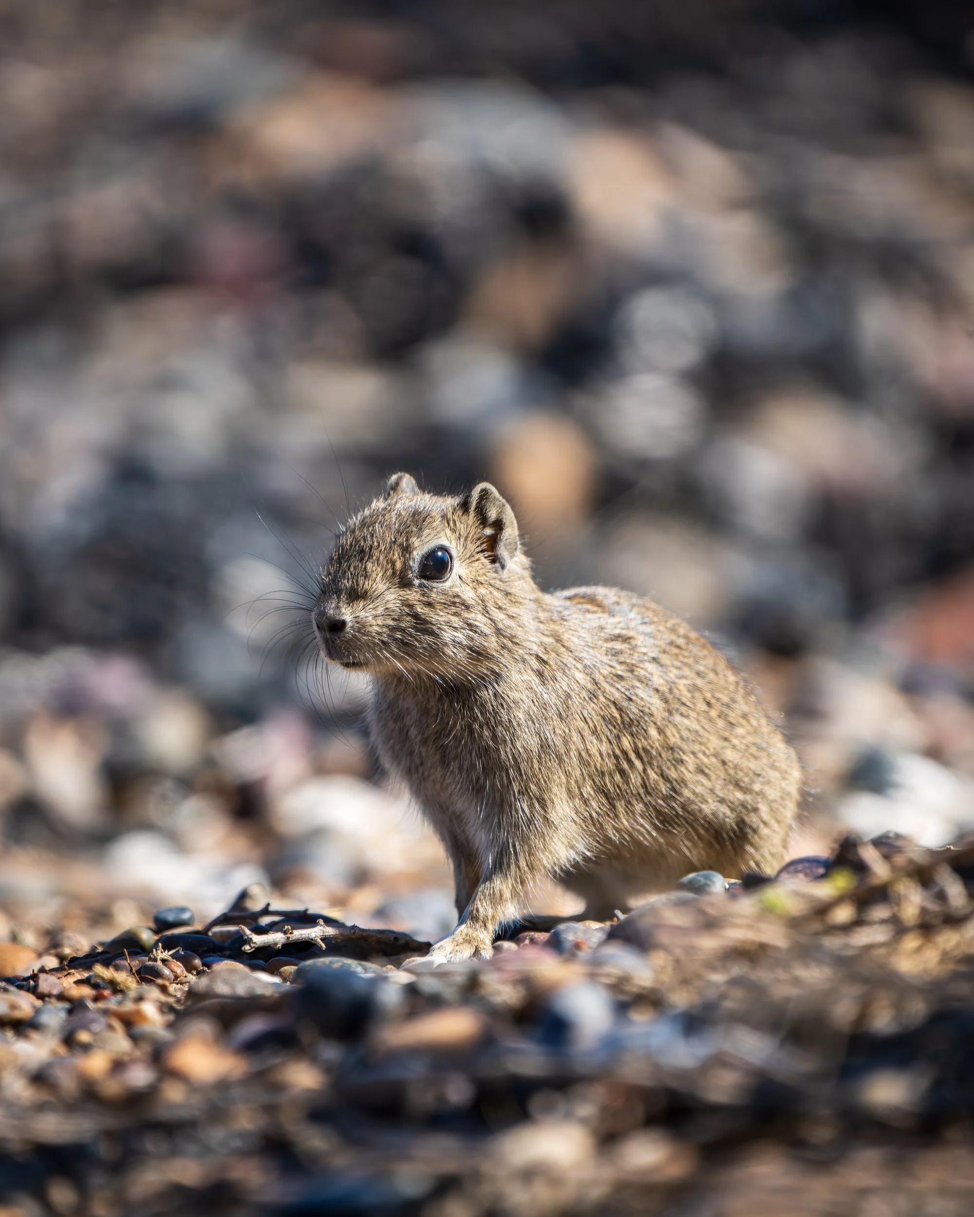 RJ_260213_7949-DxO_DeepPRIME XD2s.jpg