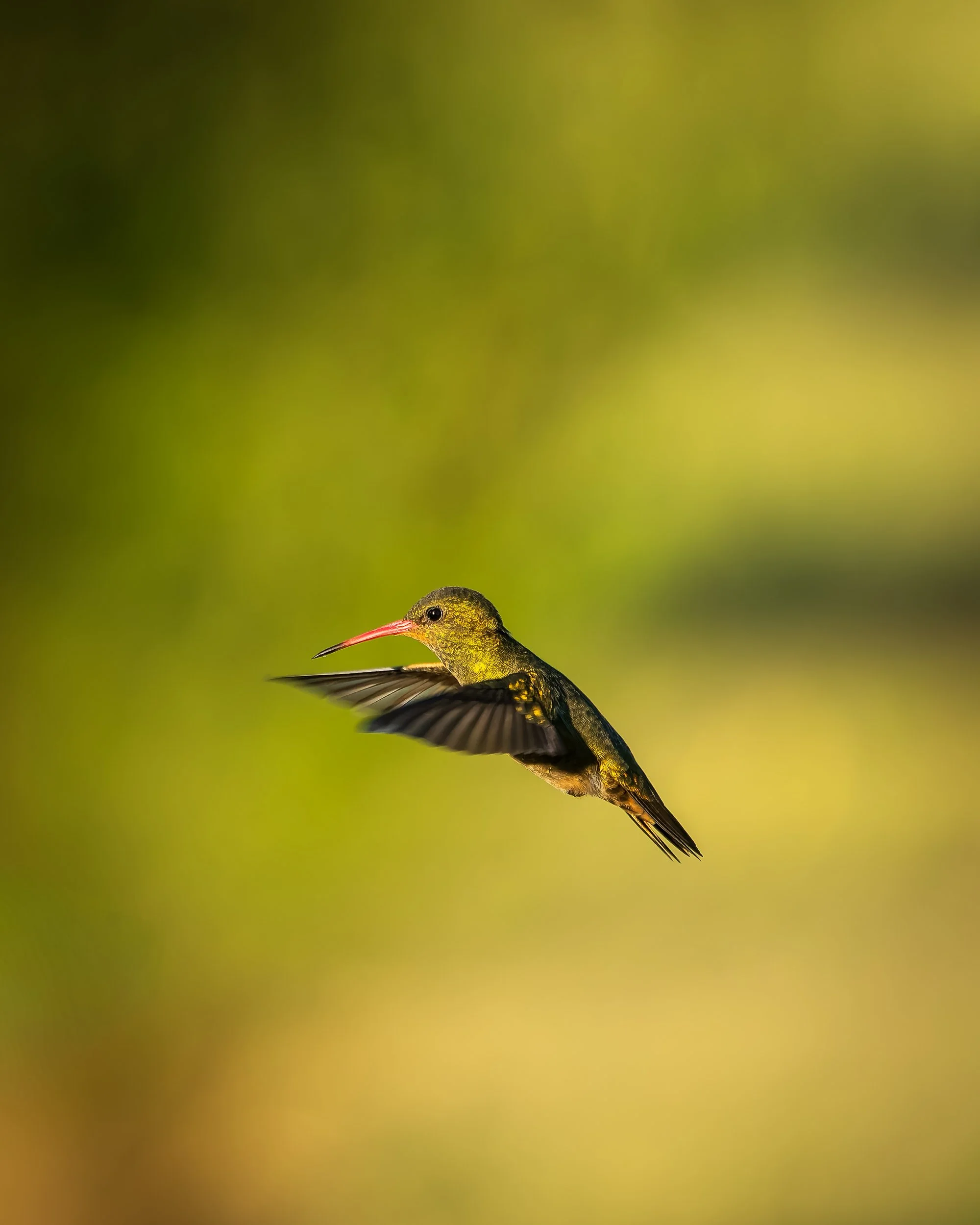 RJ_260225_8289-DxO_DeepPRIME XD2s.jpg