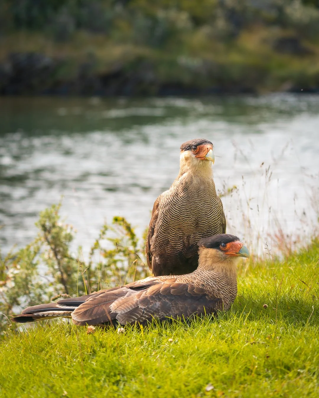 Exploring the End of the World &mdash; Tierra del Fuego NP. #parquenacionaltierradelfuego #ushua&iuml;a #findelmundo #argentina🇦🇷 #southamerica #bocklet
#iveco
#ivecodaily4x4
#daily4x4
#customcamper
#overland
#overlander
#offroad
#outdoor
#roadtrip