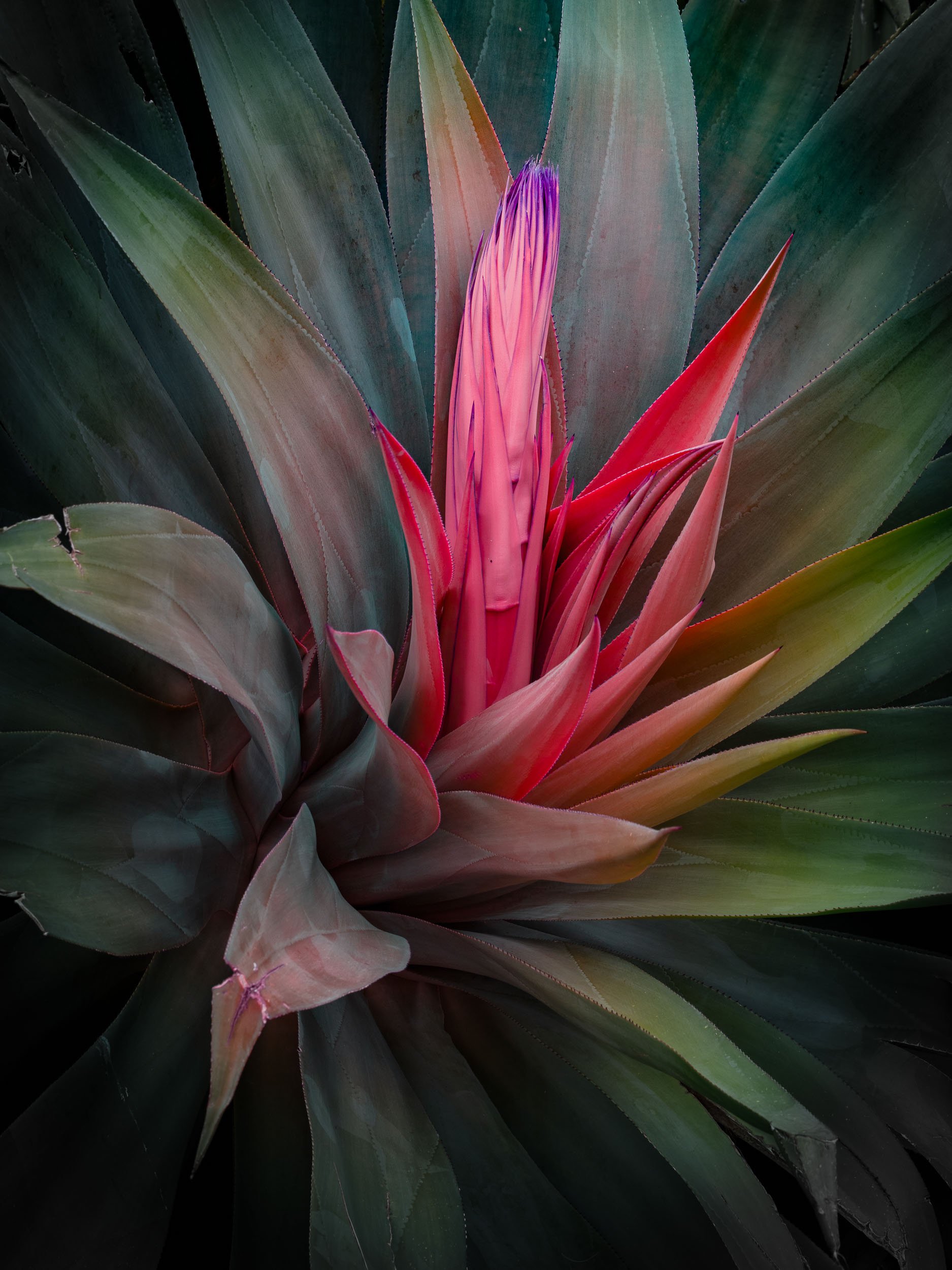 tom-leighton-artist-variegation-night-life-plants-photo-1-2.jpg