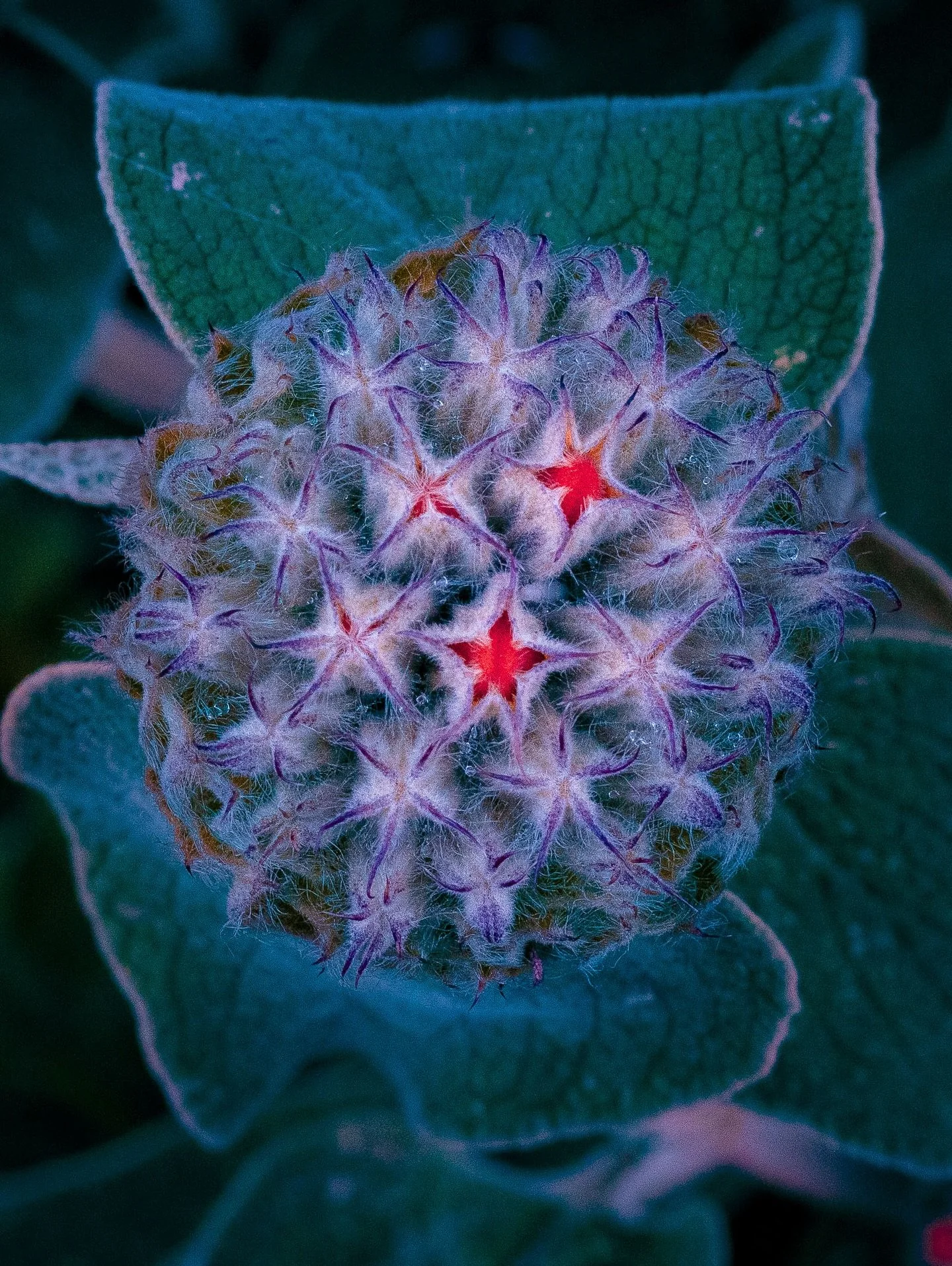 Phytology III is a continuation of my photographic project exploring the visualisation of hidden energies stored within plant life.