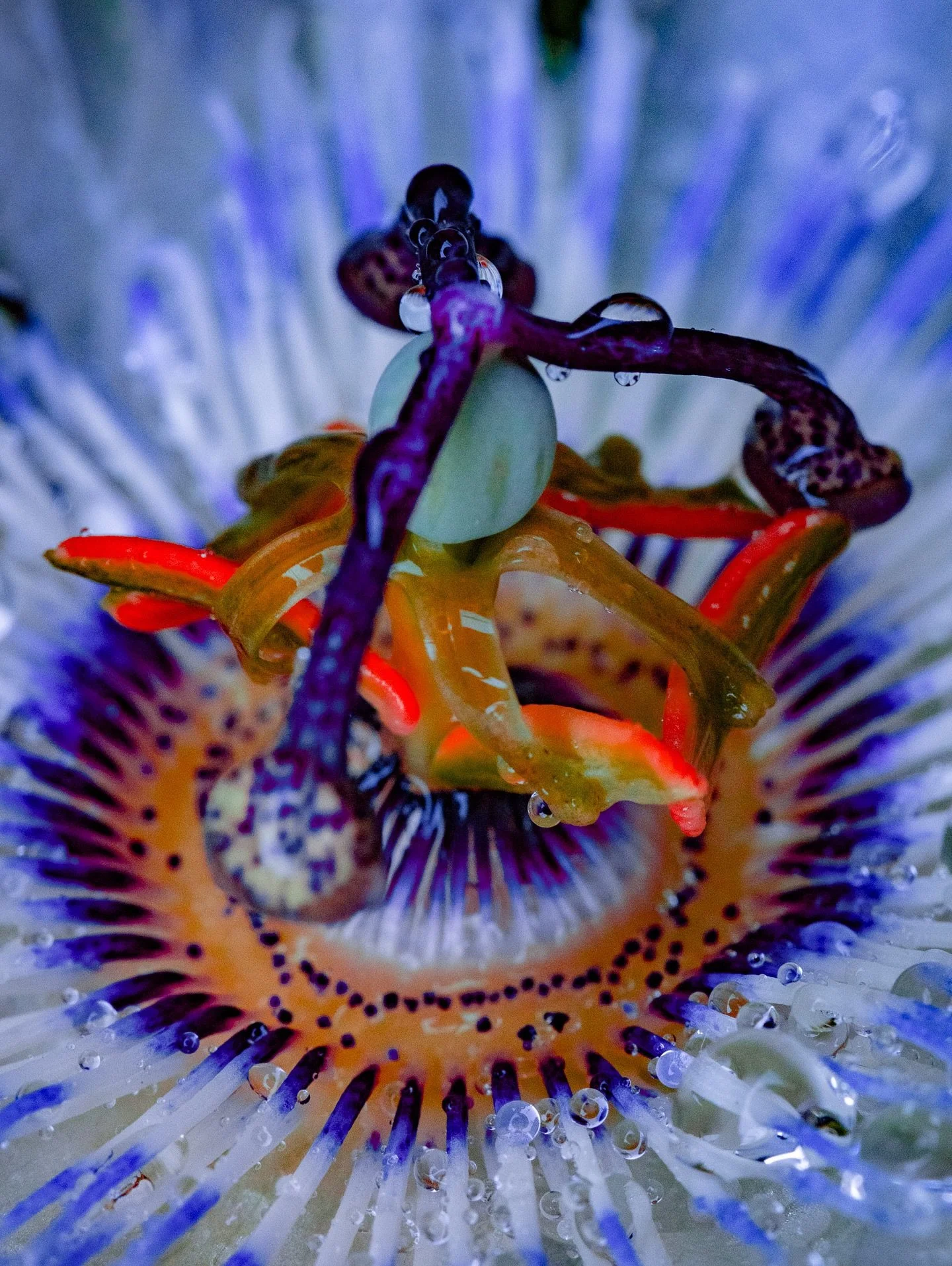 Phytology 🌱

Passion Flower