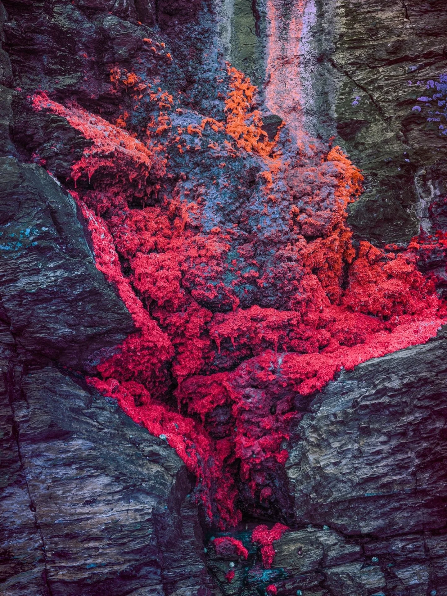&ldquo;Coastal Lava&rdquo;

I love these seemingly molten formations of seaweed flowing down these Cornish cliff faces.