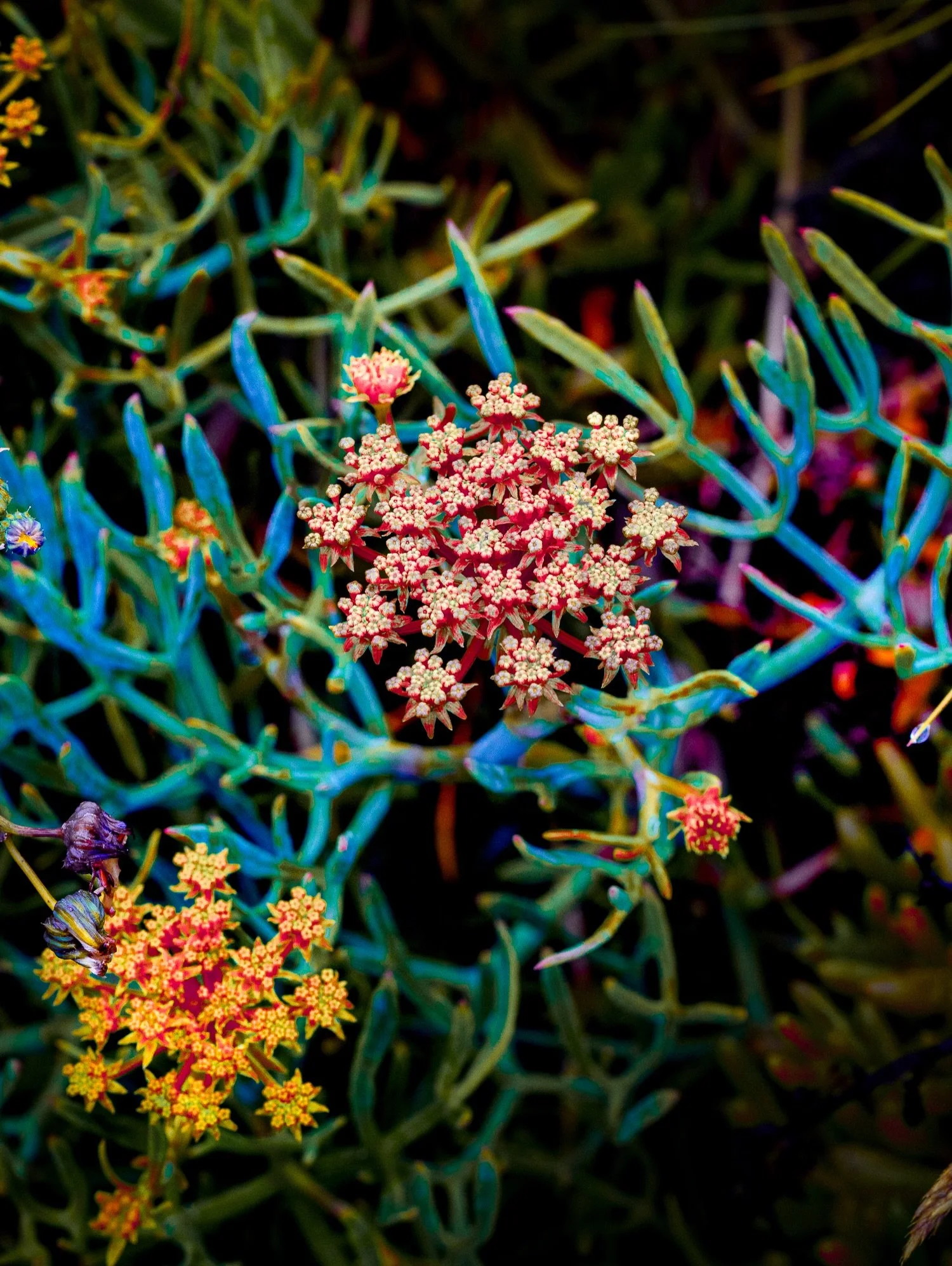 Variegation 

I&rsquo;ve been working with foliage again, pushing colour to a point where it starts to feel less like the plants surface and more like internal energy. 

Once photosynthesis stops, there&rsquo;s a shift into respiration. This work cam