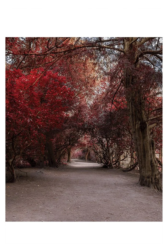 Aerochrome Trees 12x8 copy.jpg