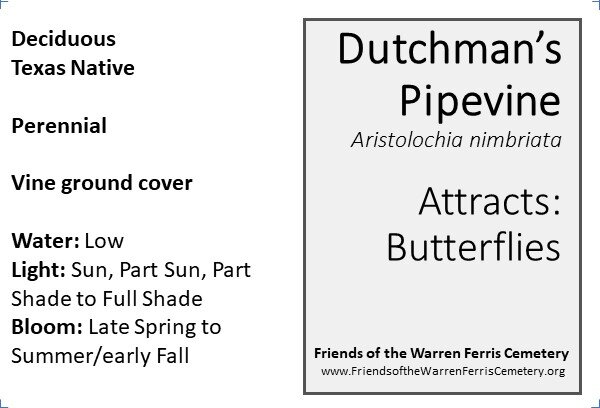 Dutchman's Pipevine.jpg