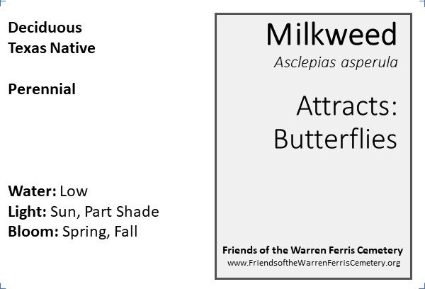 Milkweed.jpg