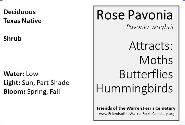 Rose Pavonia.jpg