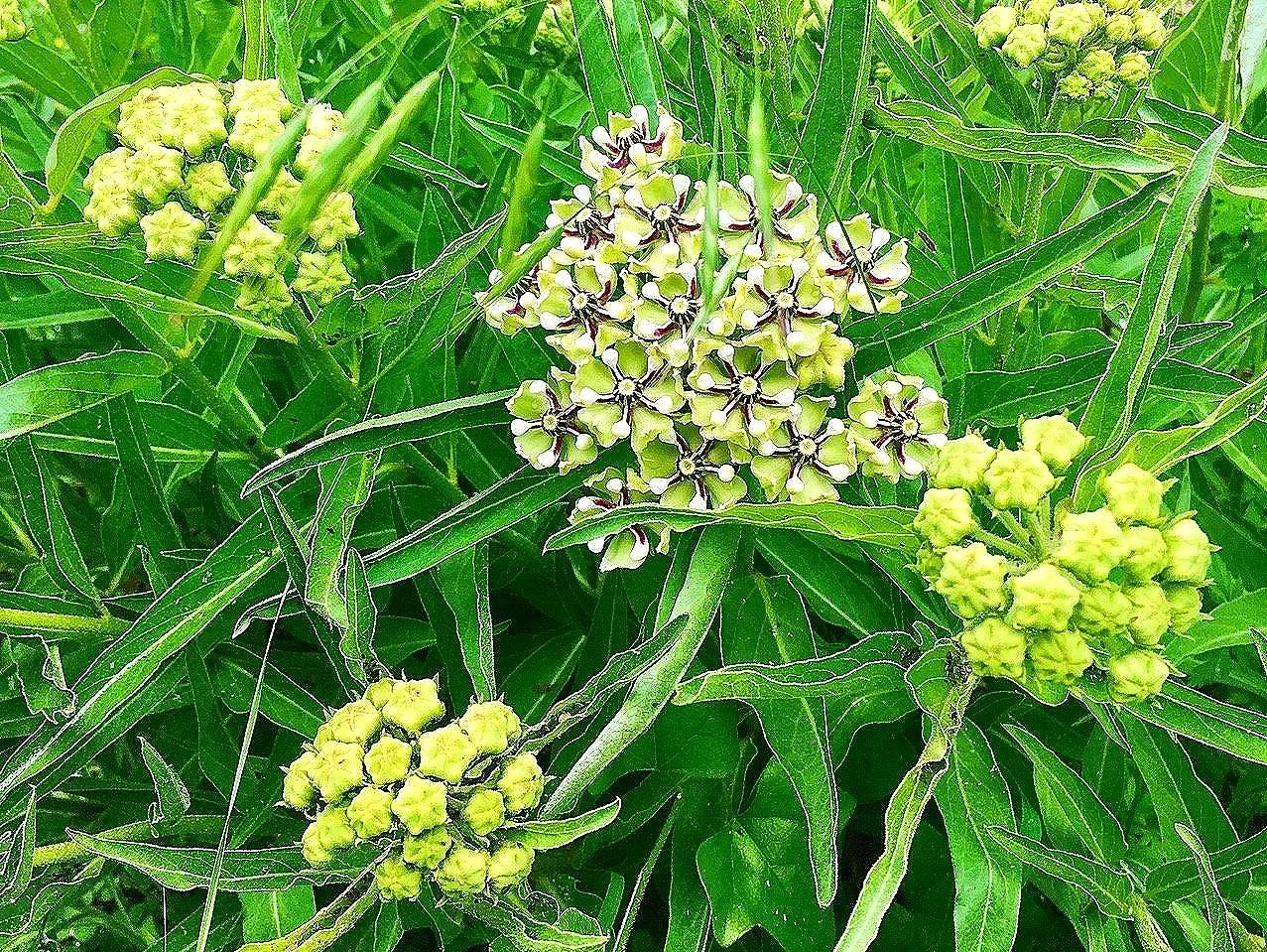 Antelophorn%252BMilkweed.jpg