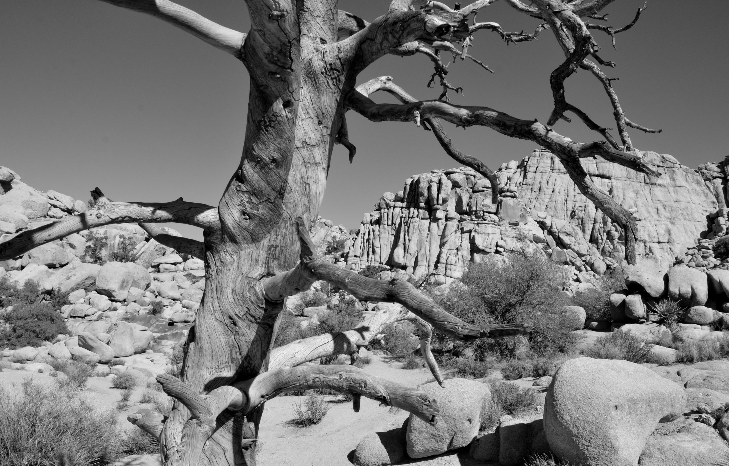 Joshua Tree National Park, Arizona, U.S.A.