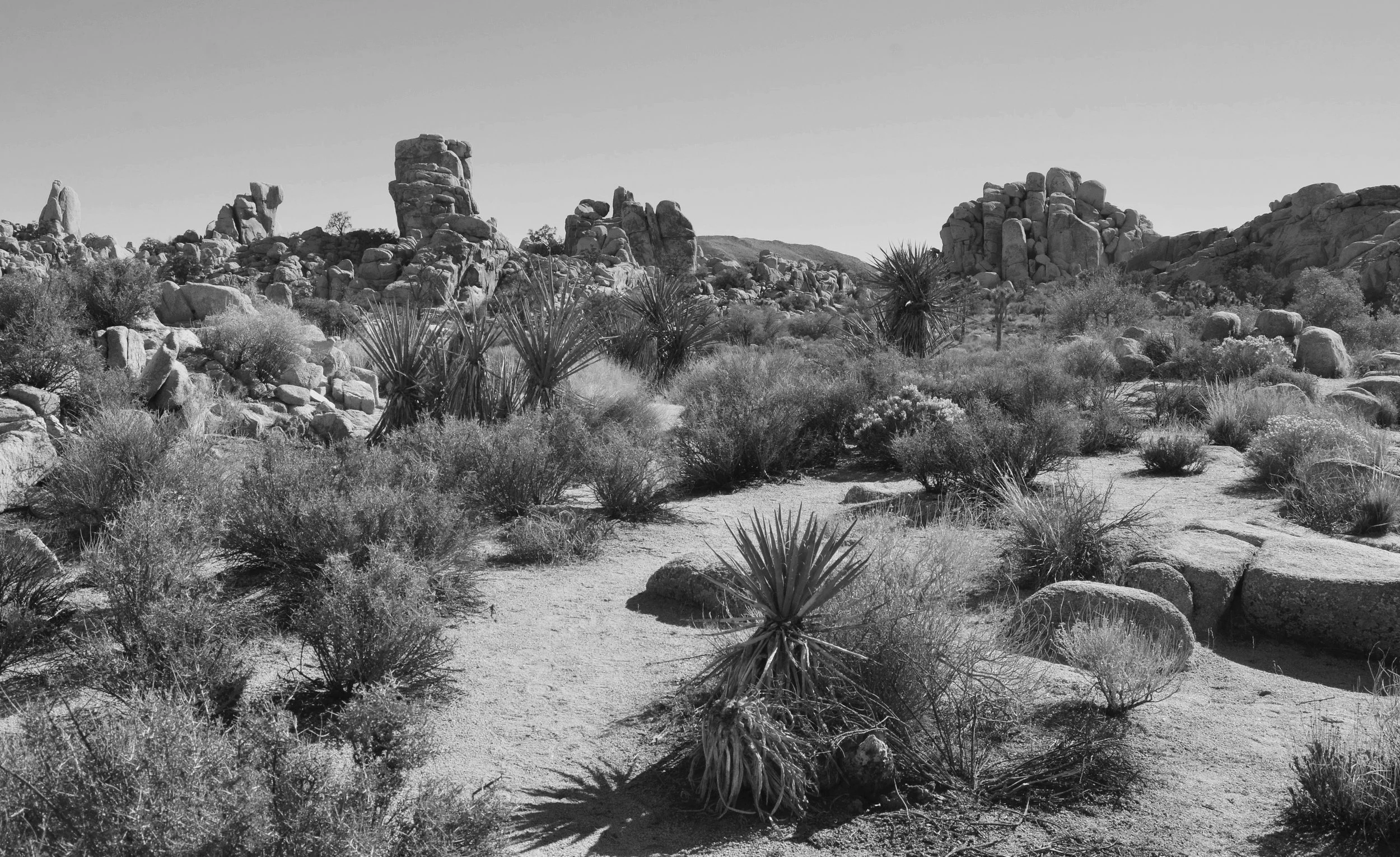 Joshua Tree National Park, Arizona, U.S.A.