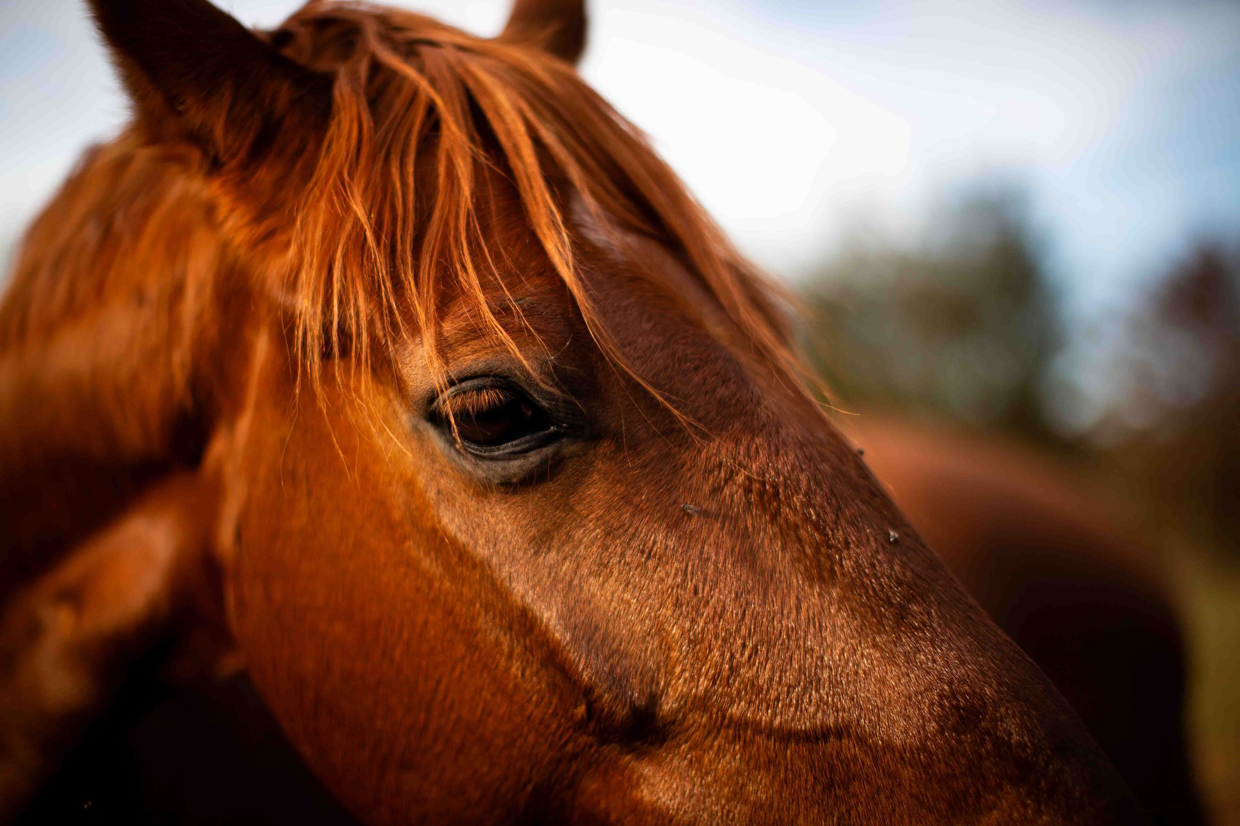 Photo Essay: G A L L O P