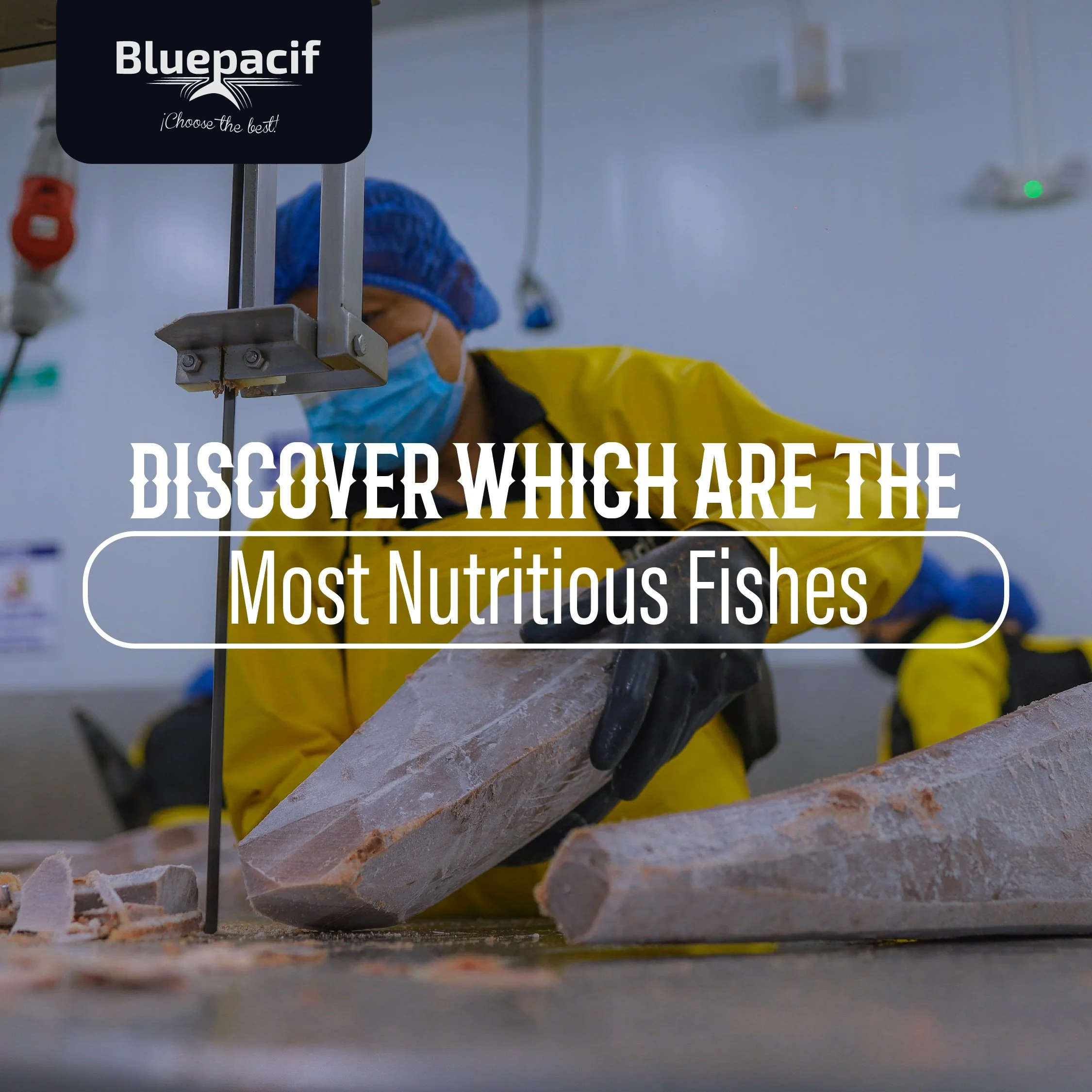 Discover Which are the Most Nutritious Fishes