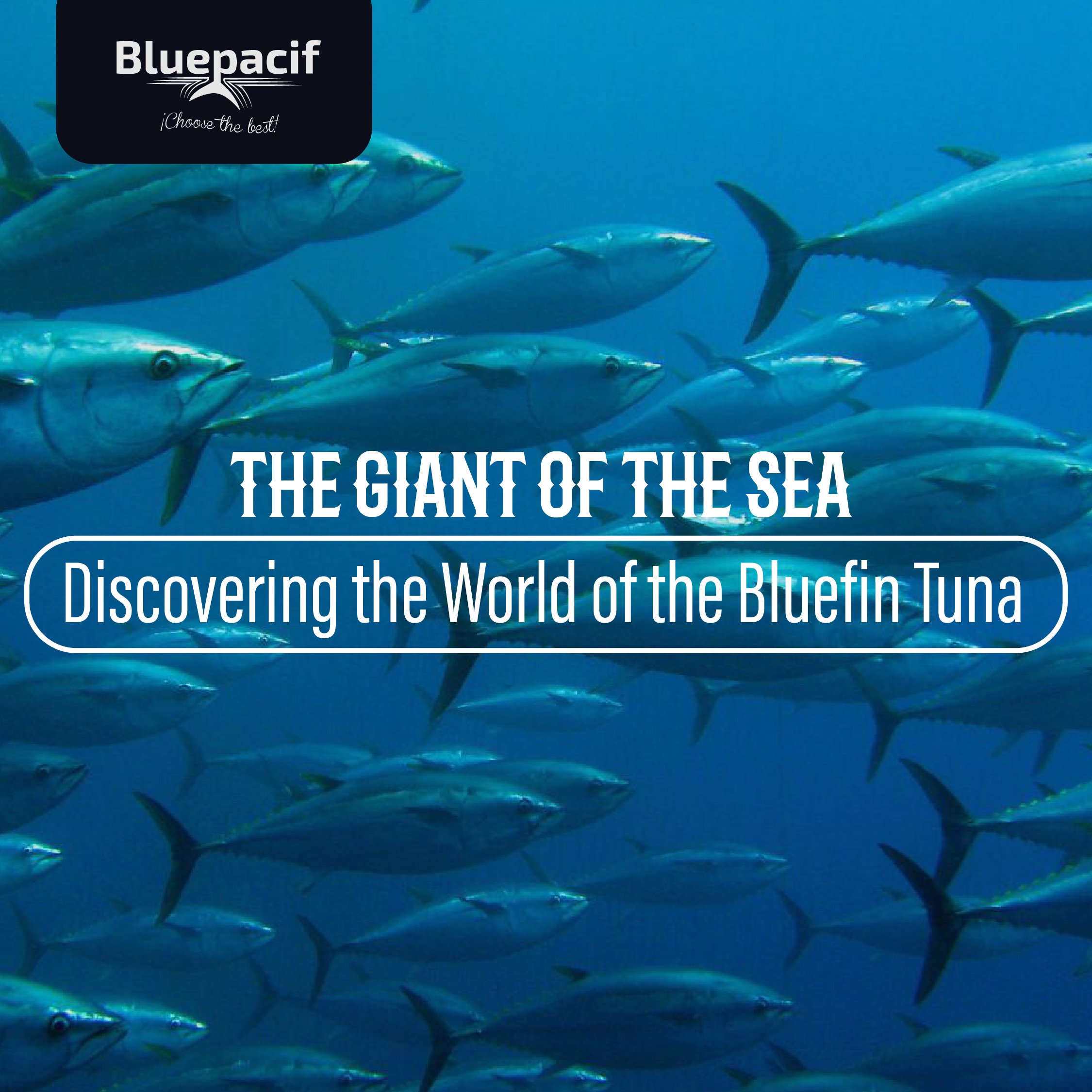 The Giant of the Sea: Discovering the World of the Bluefin Tuna