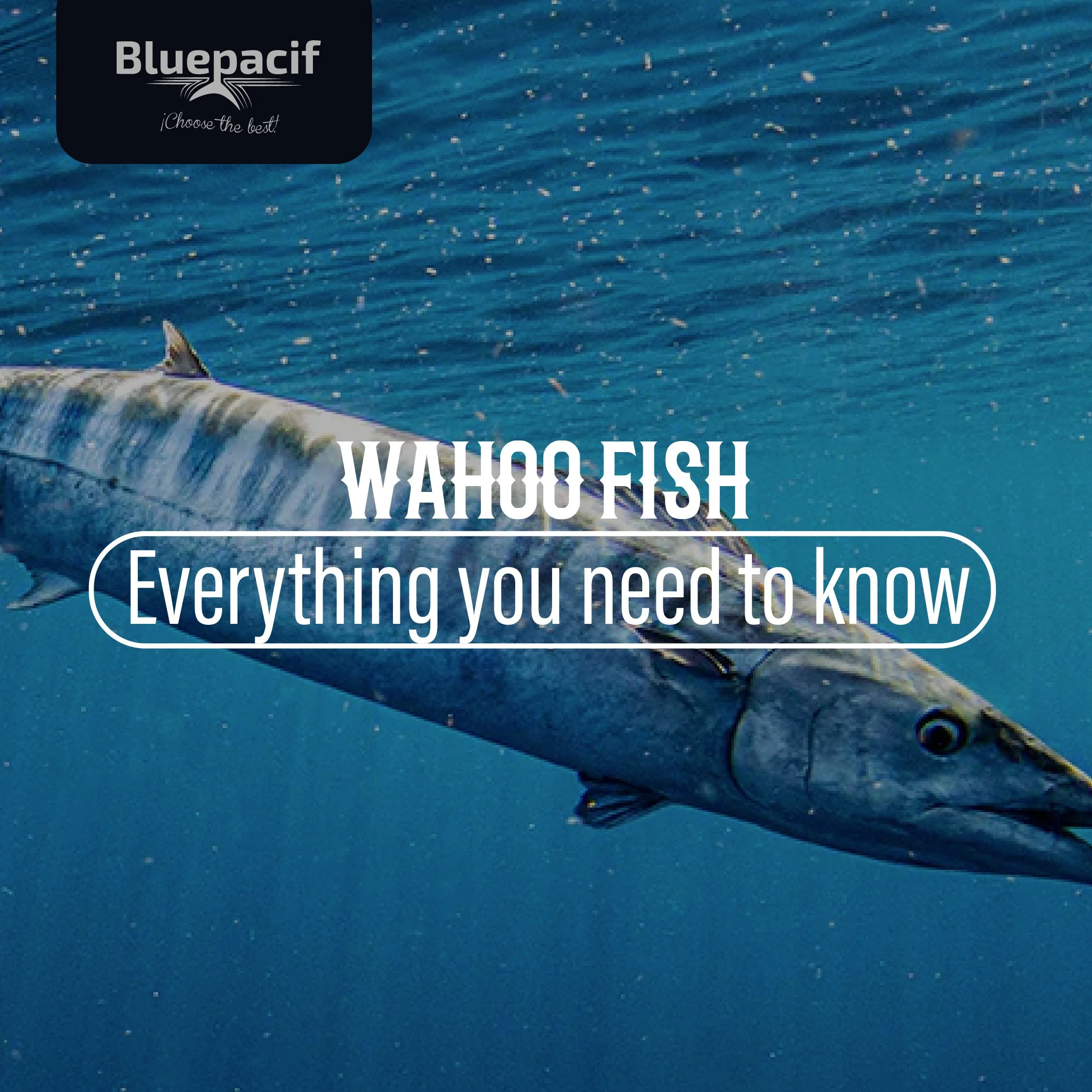 Everything you need to know about Wahoo Fish