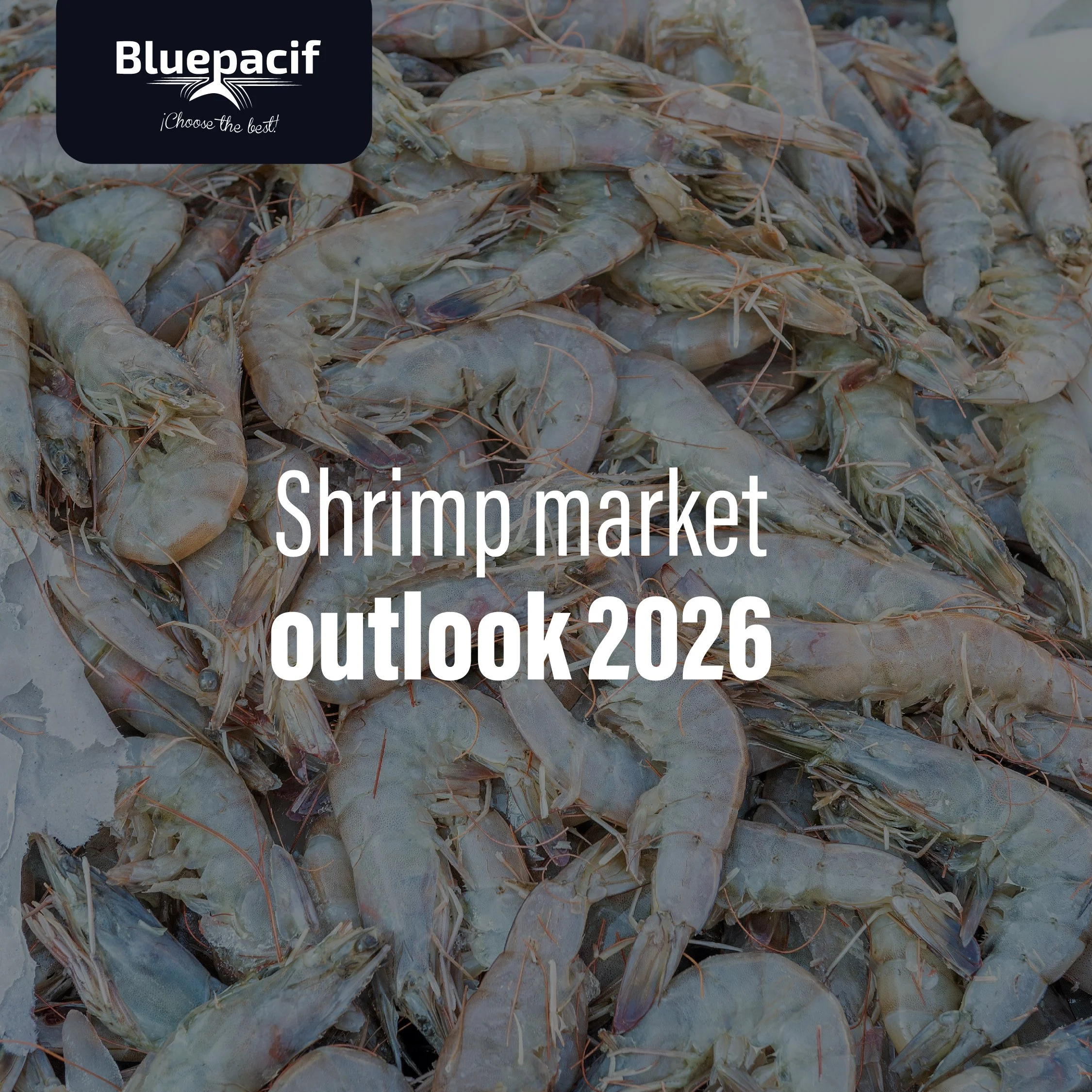 Shrimp Market Outlook 2026: Key Shifts in Supply, Trade, and Global Demand