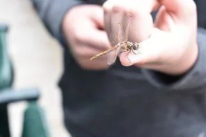 Dragonfly.jpg