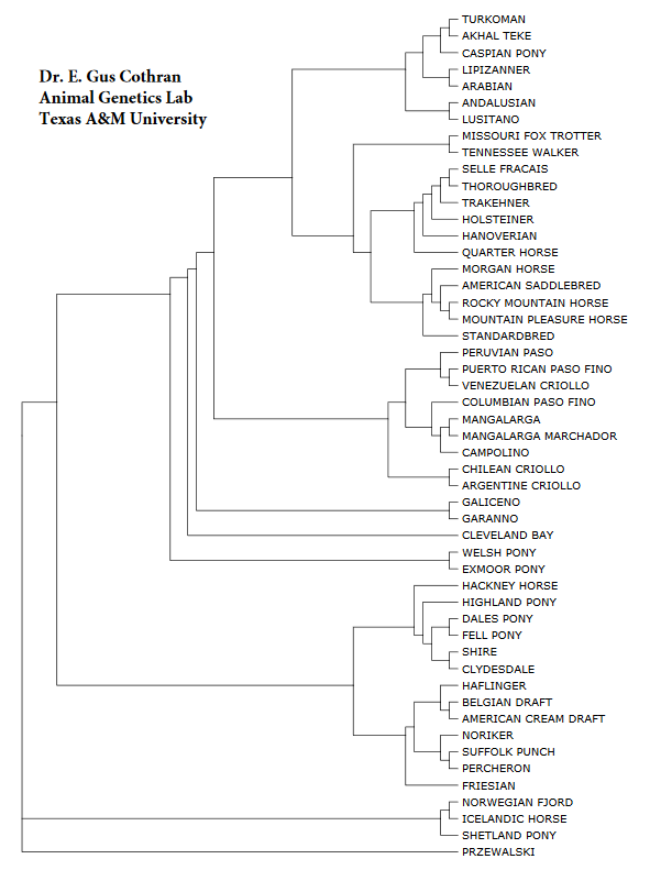 Bred Tree Question marks and Horse Ancestry Testing — Riding In Circles Equestrian