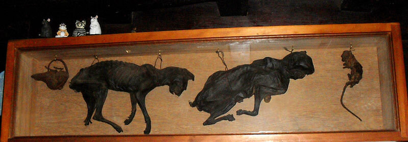 Two mummified cats displayed on the wall of the 16th-century Stag Inn, 14 All Saints Street, Old Town, Hastings, East Sussex, England.   The voice of Hassocks.  