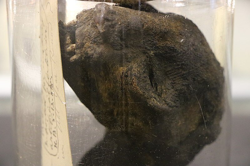  Detail of Ancient Egyptian mummified cat's head (unwrapped) displayed in a late Victorian glass jar. Ure Museum of Greek Archaeology 