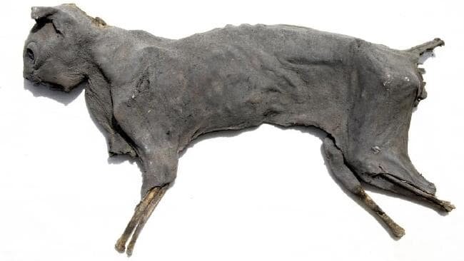  Mummified cats were secreted beneath floors so that the witch’s companion and catcher of vermin could trap or decoy an incoming witch. Picture: Ian Evans   Source:    News.AU   