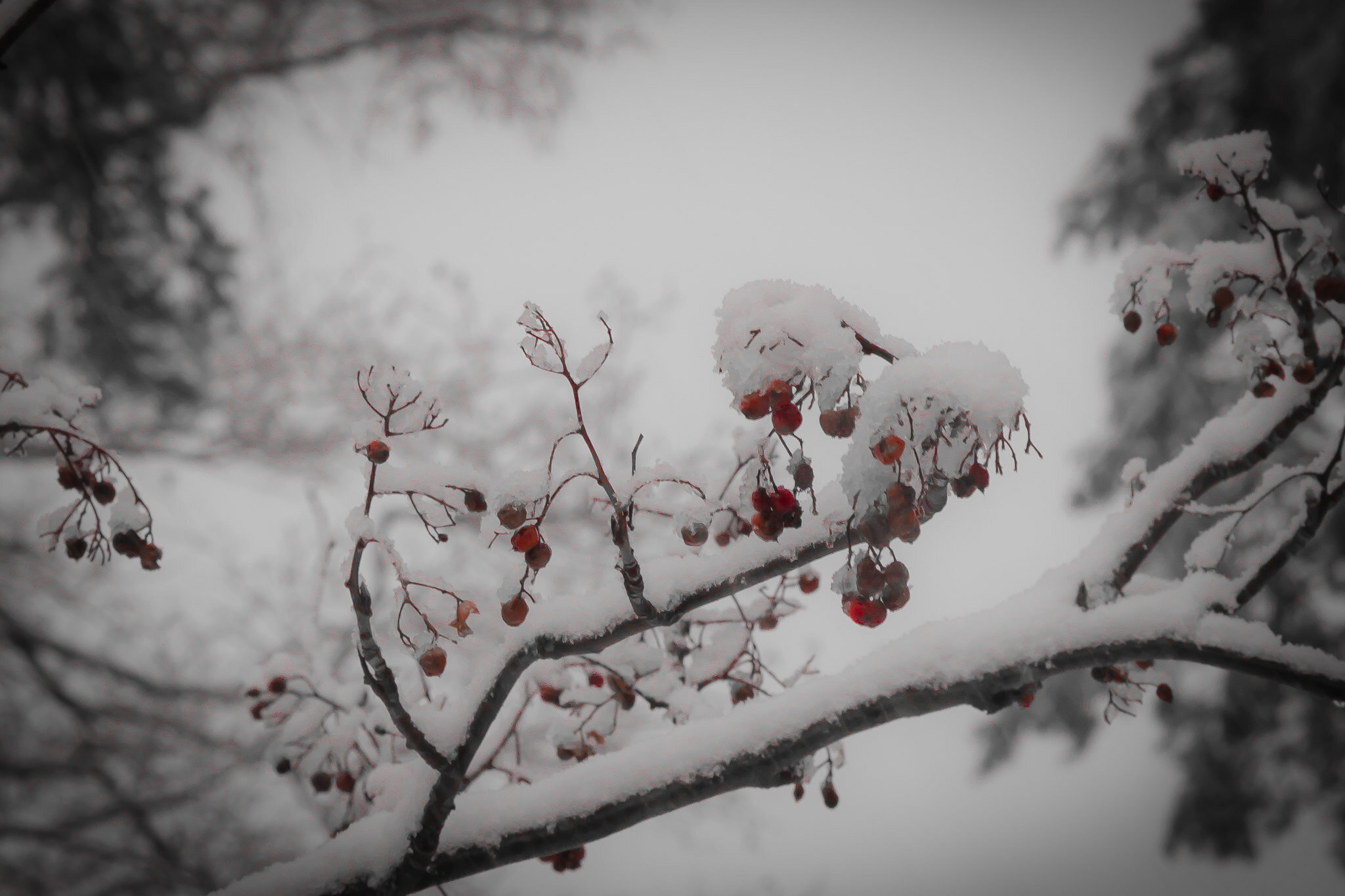  Frozen Berries surprised by the Winter 