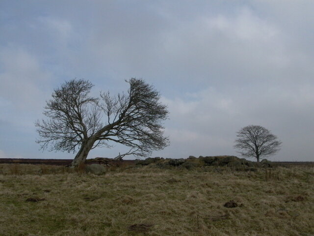  Rowan trees and ruins 