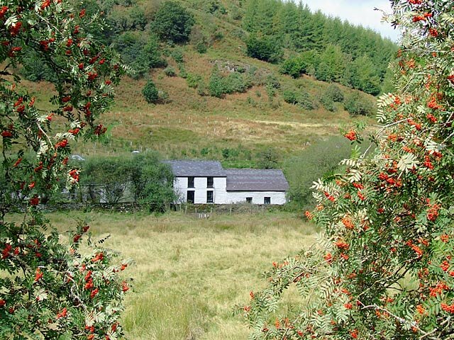  Dolgoch through the rowan trees, Ceredigion 