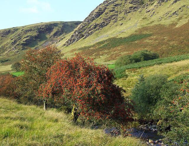  Rowan trees by the Afon Tywi, Ceredigion 