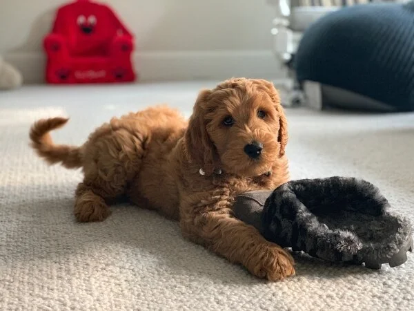 “Patience and a sense of humor goes a long way in learning and making change,” thinks Cedar the Golden Doodle (2 months)