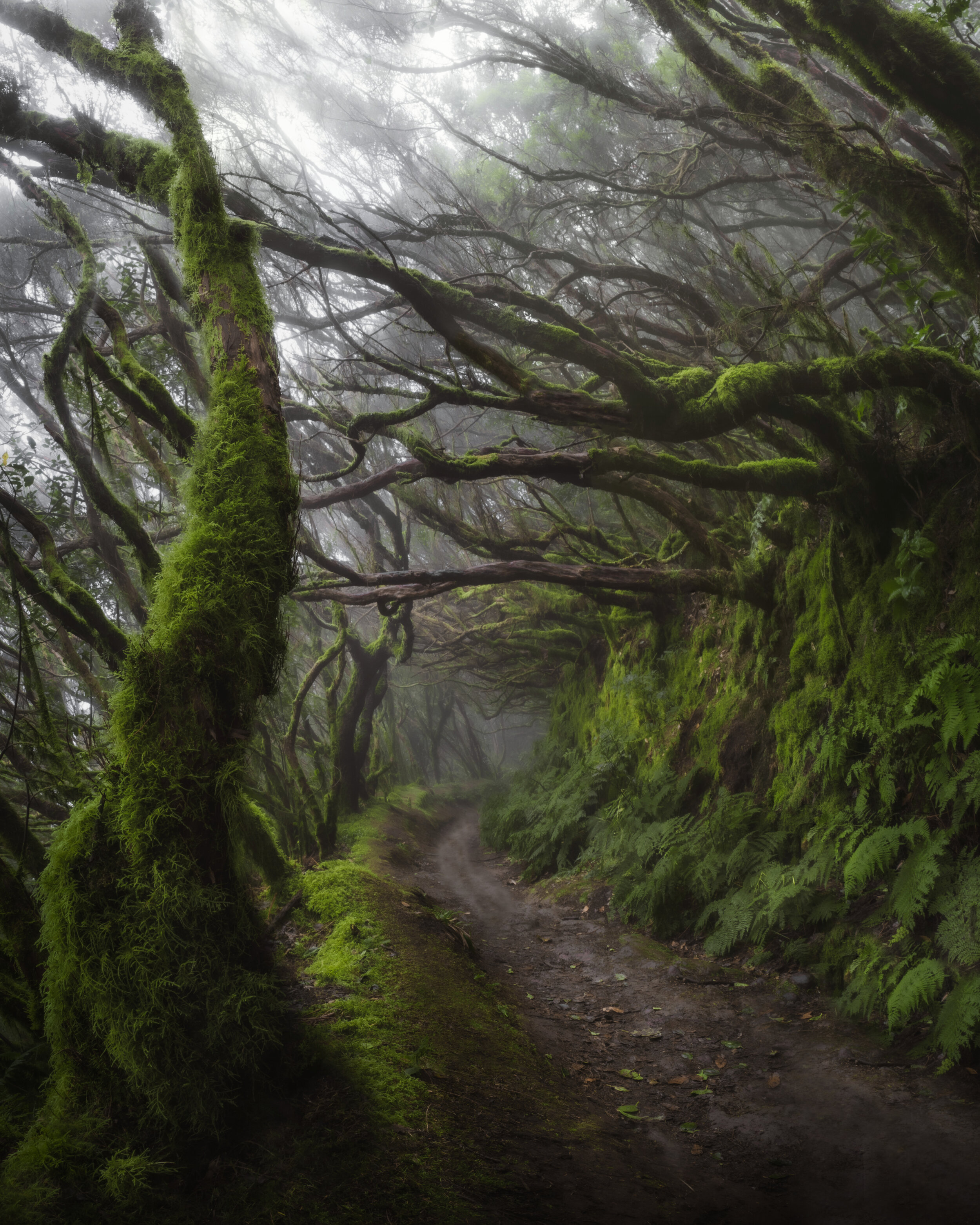Anaga Rural Park, Tenerife. 