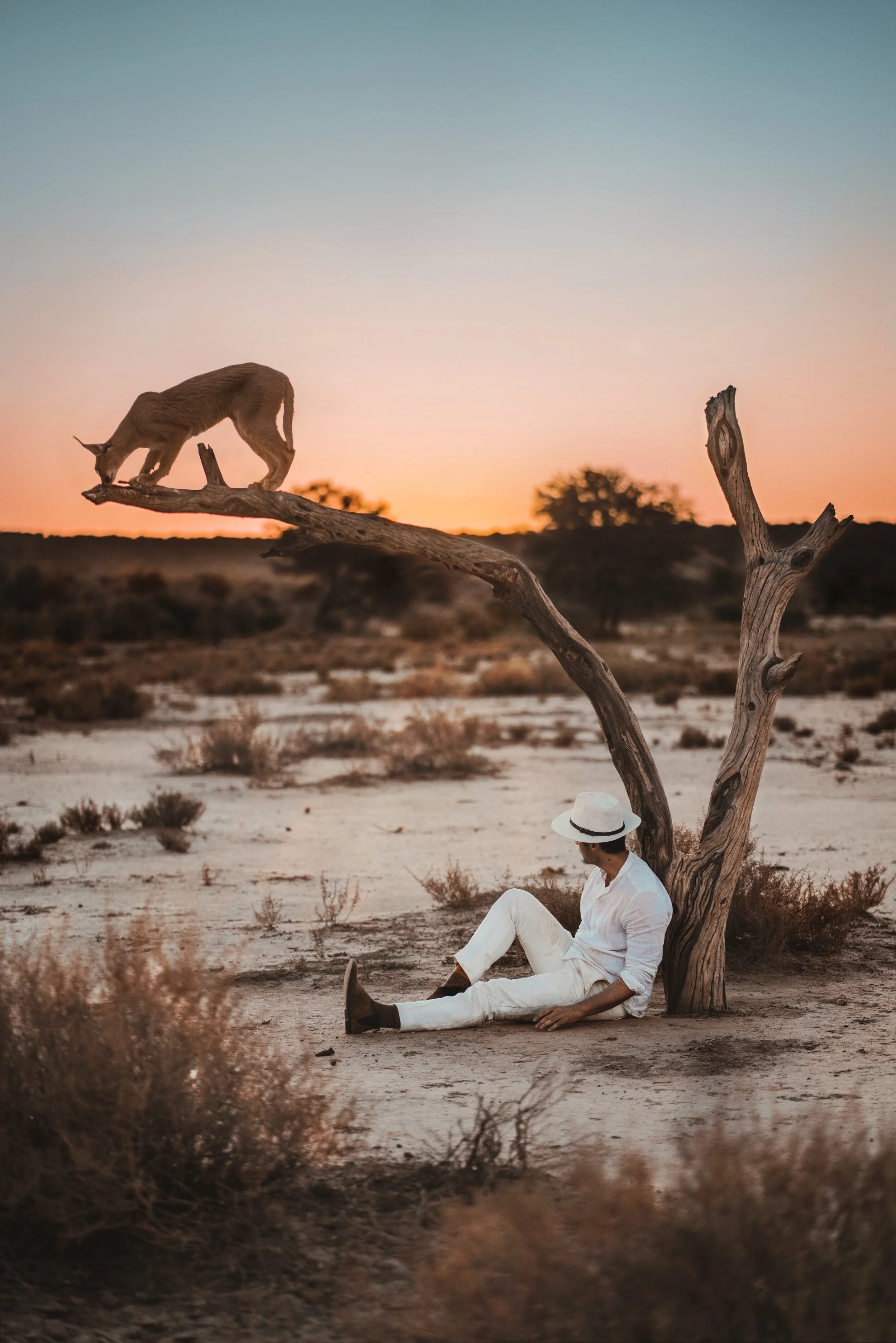 Caracal, Namibia.